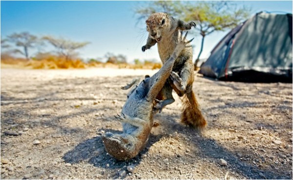 Best National Geographic Photos of Year 2013 (6)