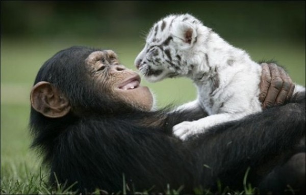 Great Unusual Friendship (3)