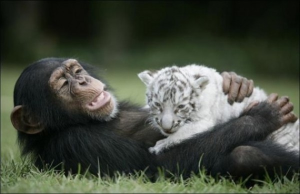 Great Unusual Friendship (7)