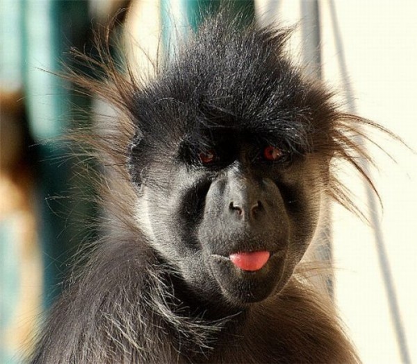 Unbelievably Cute Laughing Monkeys (6)