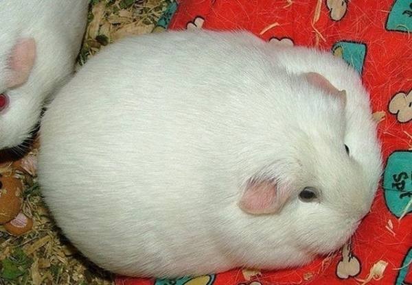 Animals That Would Thrive on a Diet (1)