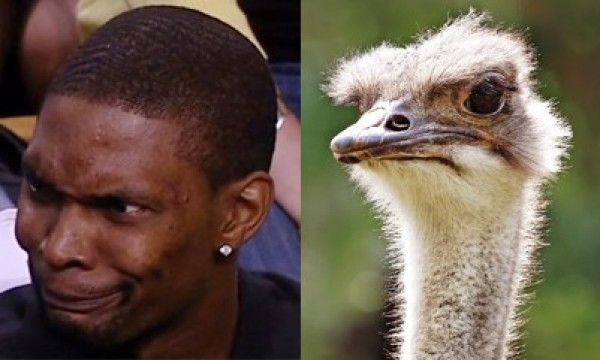 Celebrities Who Look Like Animals (9)