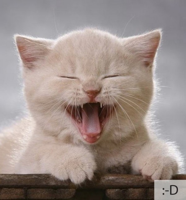 The 20 Super Cute Kittens as Emoticons (15)