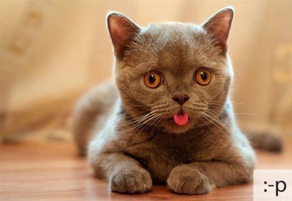 The 20 Super Cute Kittens as Emoticons (18)