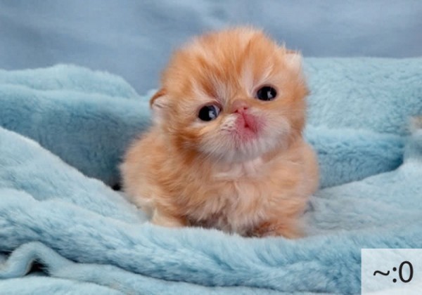 The 20 Super Cute Kittens as Emoticons (4)
